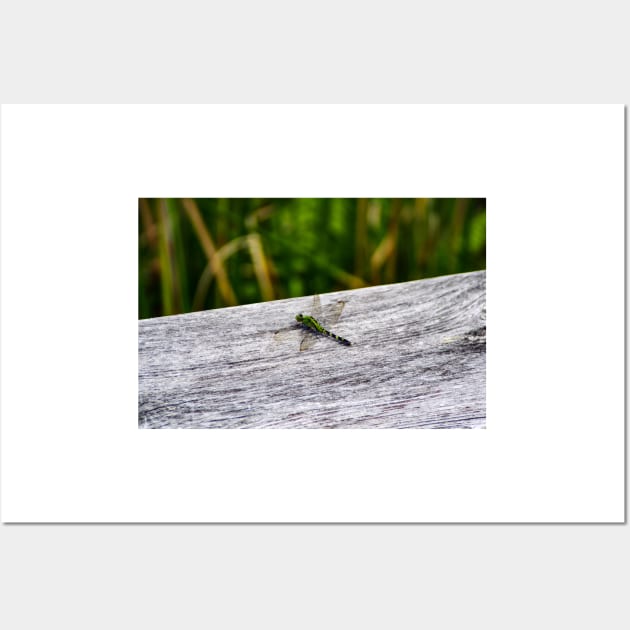 Dragonfly Pose Wall Art by srosu